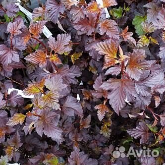 Саженцы-Пузыреплодник калинолистный Леди ин ред'