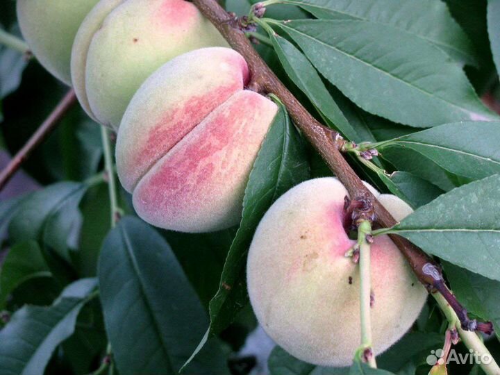 Персик Саратовский-33