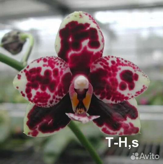Орхидея фаленопсис, 7 сортов