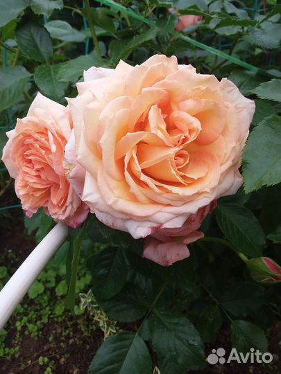 Корнесобственные розы