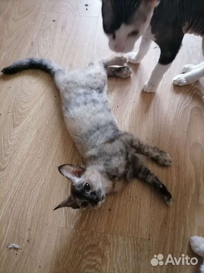 Котята сфинкс