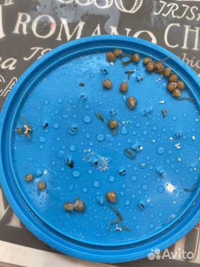 Улитки ахатины фулика альбино