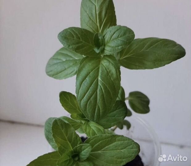 Мята многолетняя