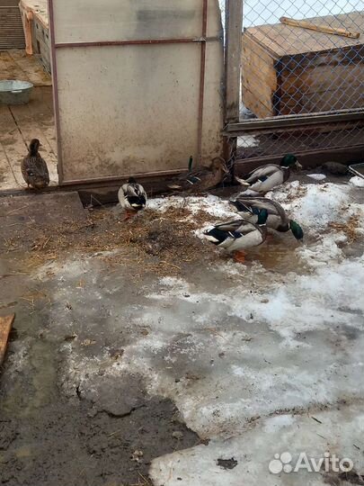 Утки подсадные