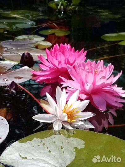 Растения для пруда