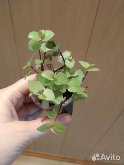 Каллизия 5 сортов