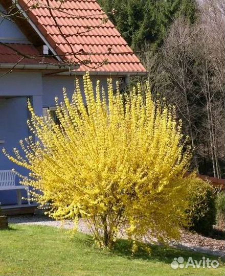 Форзиция, спирея, смородина, сирень 3 видов