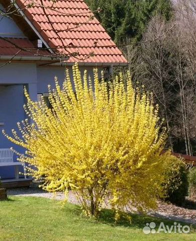 Форзиция, спирея, смородина, сирень 3 видов