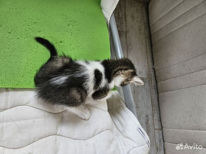 Котик в добрые руки