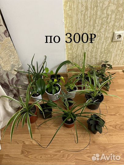 Комнатные растения