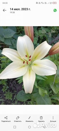 Малина саженцы, лилия белая