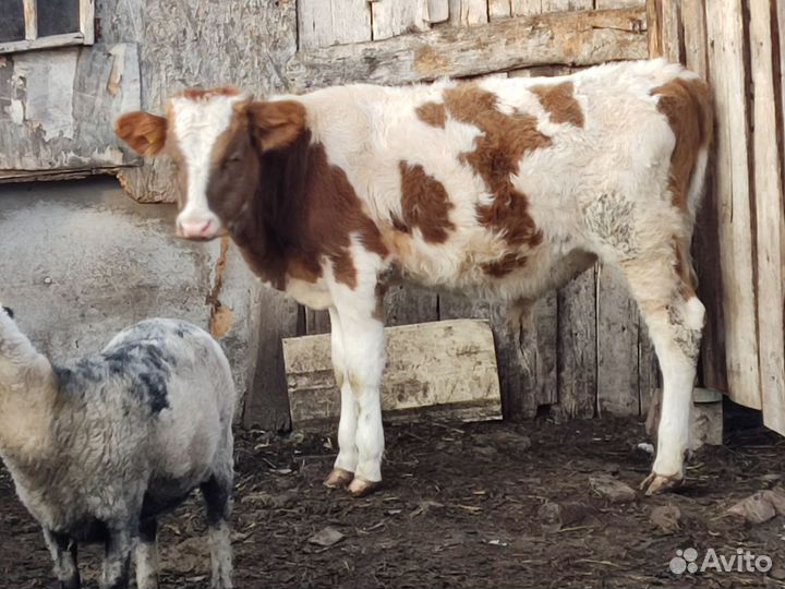 Телята бычки