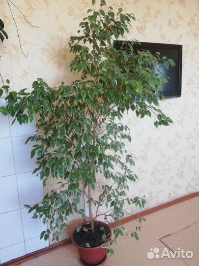 Фикус бенджамина