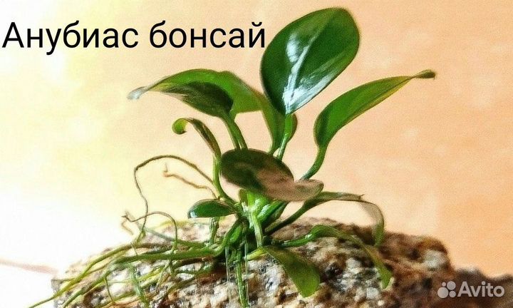 Аквариумное растение анубиас кофефолия и др