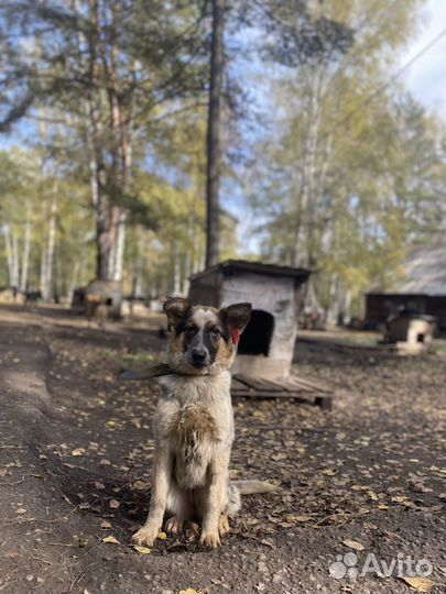 Собаки в добрые руки