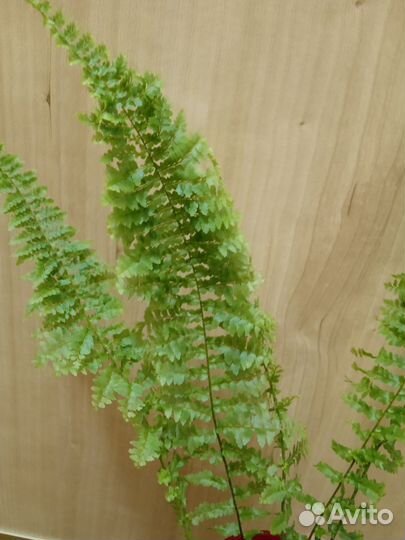 Филодендрон Розовая принцесса и другие