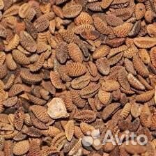 Семена фацелии