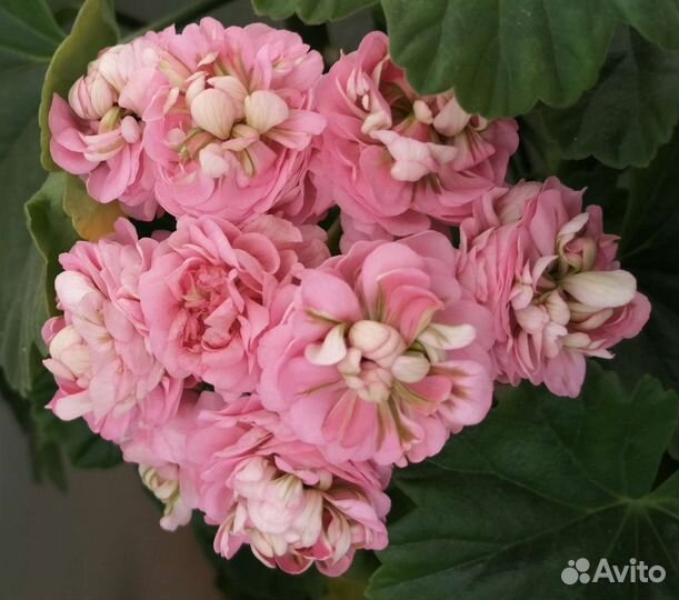 Пеларгония герань, много сортов