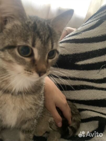 Котенок