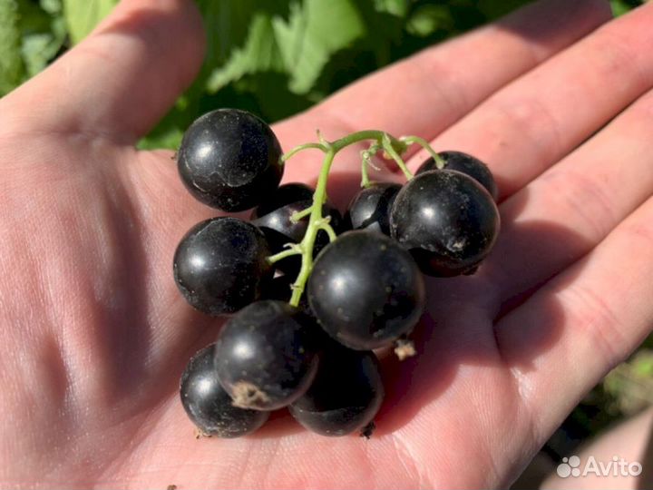 Саженцы черной смородины Тамерлан