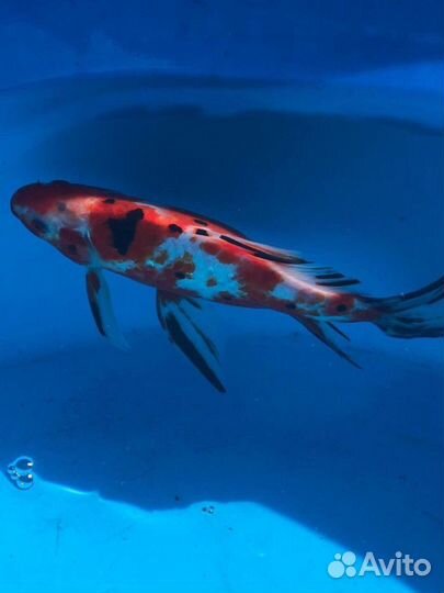 Рыба комета