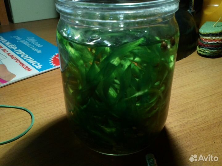 Валиснерия спиральная