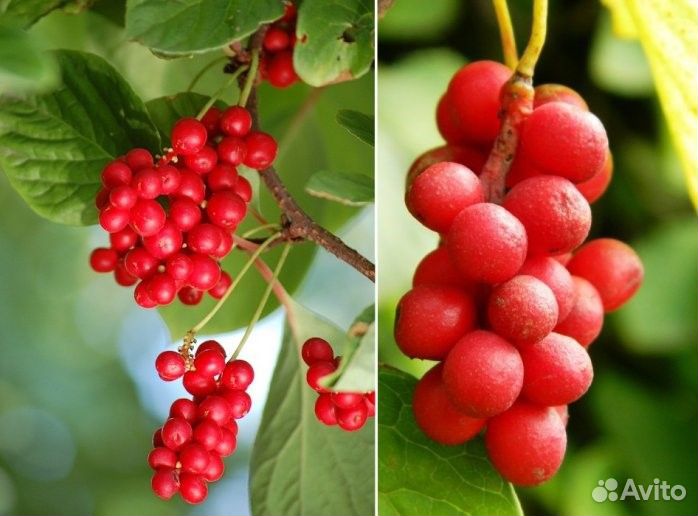 Лимонник китайский саженцы