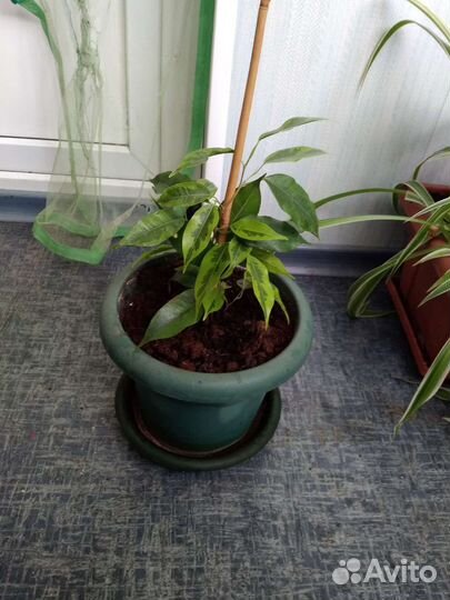 Фикус бенджамина пестролистный