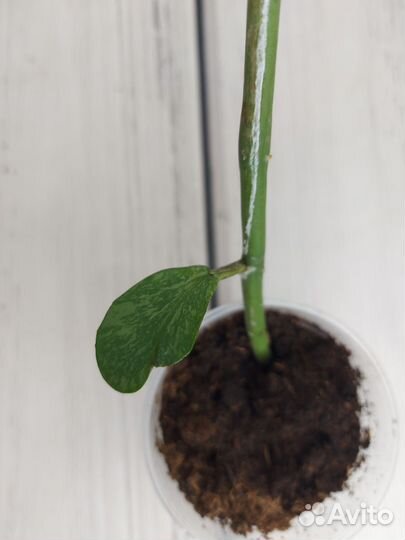 Хойя kerry сплеш, кентиана вар