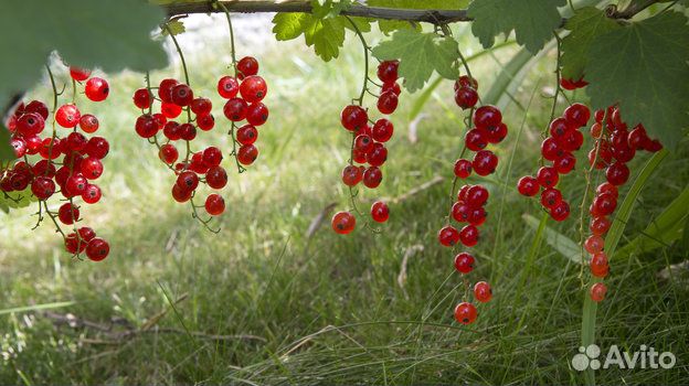 Смородина, кусты, саженцы