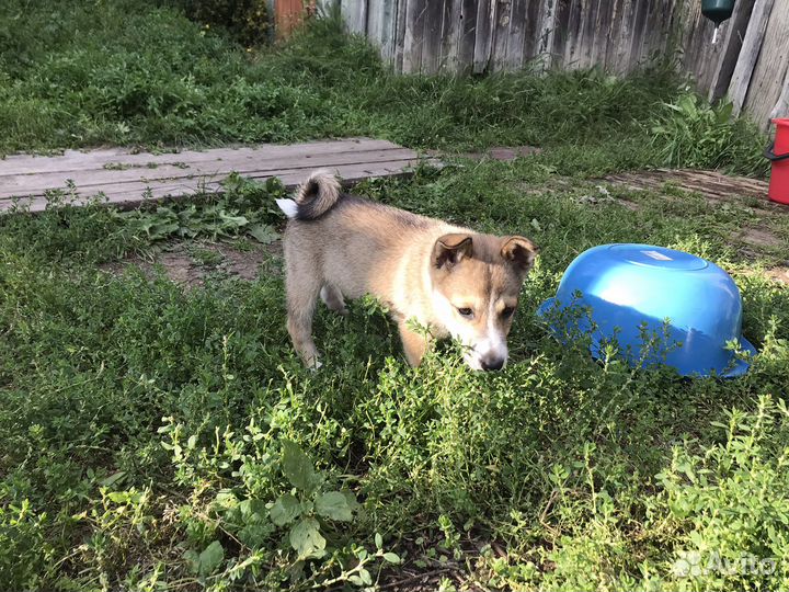 Щенки лайки