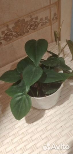 Комнатные растения