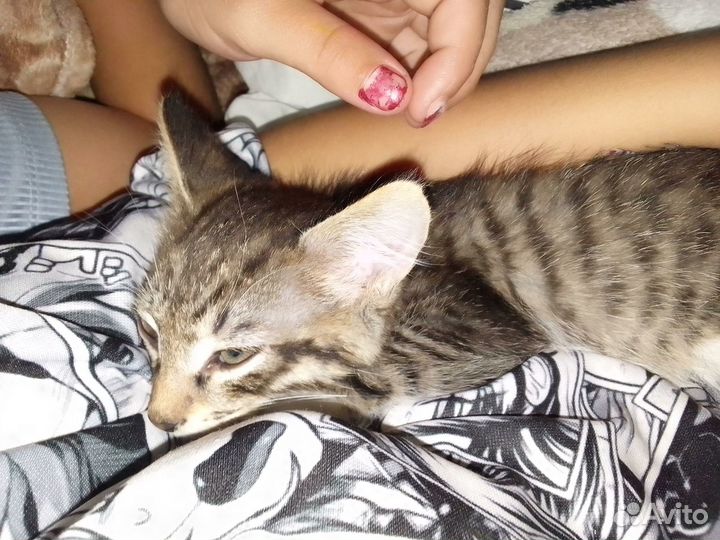 Продам котенка, бесплатное