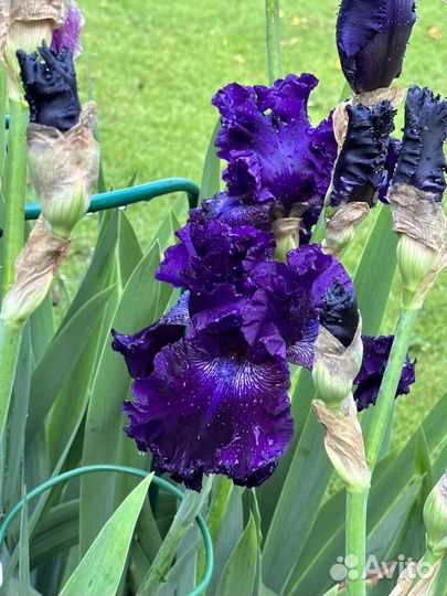 Ирисы бородатые сорт 