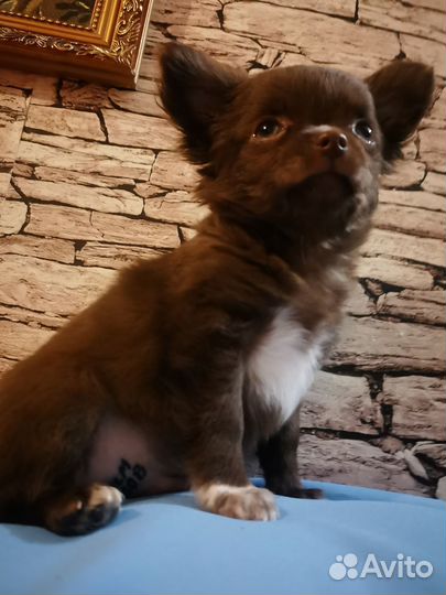 Подрощенный Щенок чихуахуа