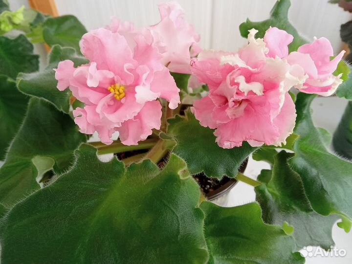 Сортовые фиалки