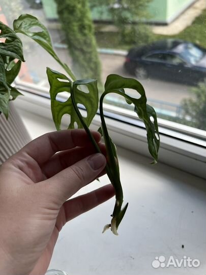 Монстера адансона