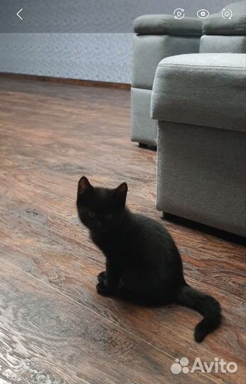 Котенок в добрые руки