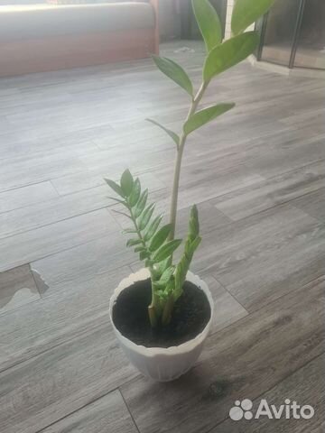 Замиокулькас