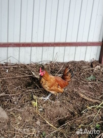 Петушки породы бентамка 4 мес на племя