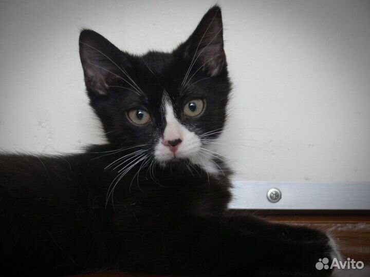 Малыши карандаши ищут своих пап и мам