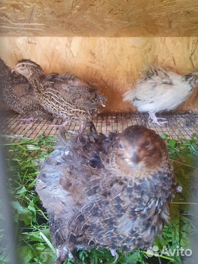 Семейство перепелов