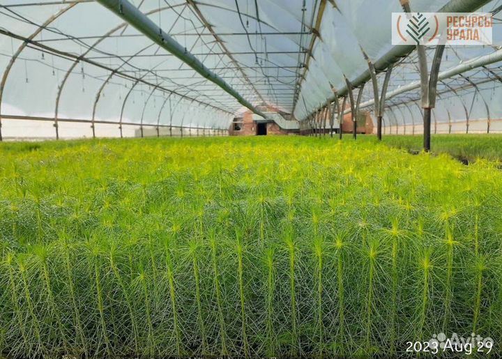 Зкс сосна ель сеянцы Закрытая корневая система