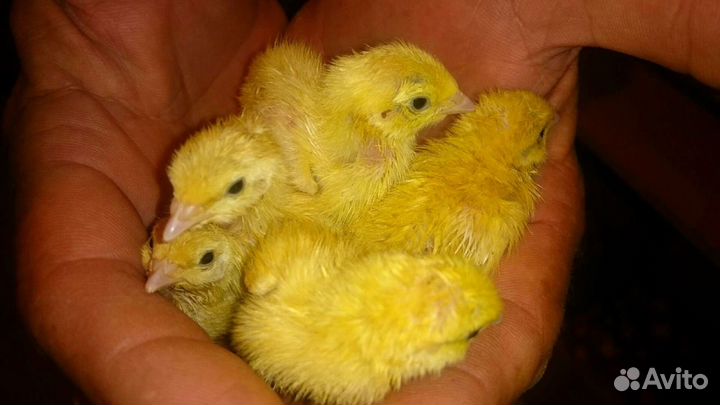 Техасский перепел