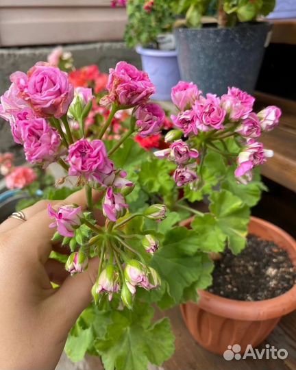 Ю мерлезон 2