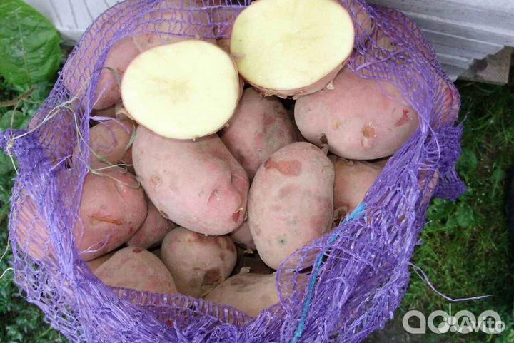 Картофель крупный