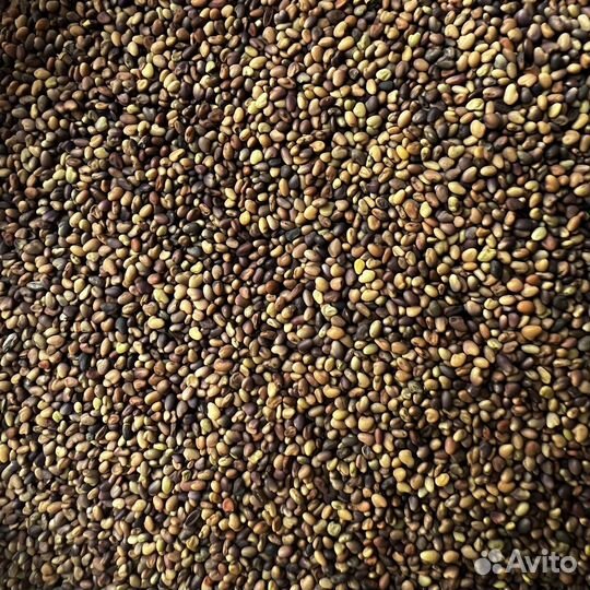 Рожь, горчица, семена льна и другие