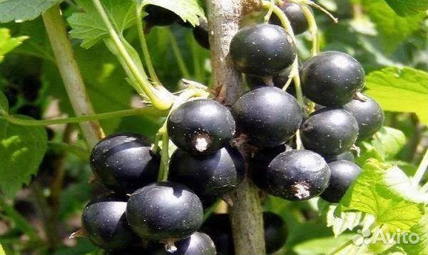 Саженцы черной смородины