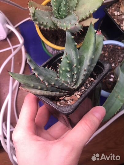 Алоэ акулеата, суккулент