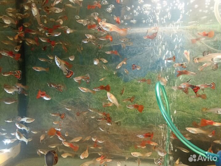 Гуппи, растения